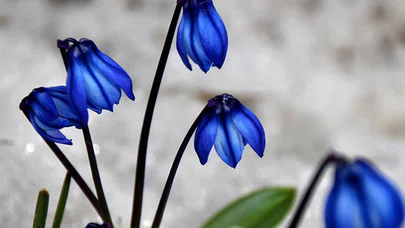 Karların erimeye başladığı Sarıkamış, canlanan doğasıyla cezbediyor
