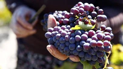 Kayseri'deki Koramaz Vadisi'nde bağ bozumu zamanı