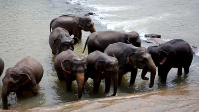 İşte Dünyanın En İlginç Yetimhanesi