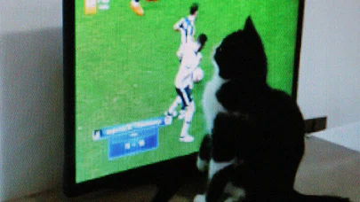 "Kedi Feyyaz"ın Derbi Heyecanı
