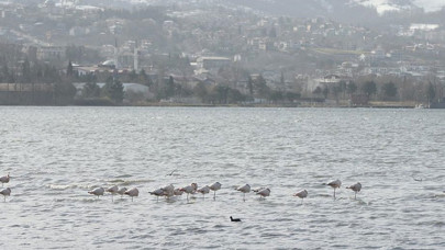 Kuş gözlemcilerinin gözde rotası: İzmit Körfezi Sulak Alanı