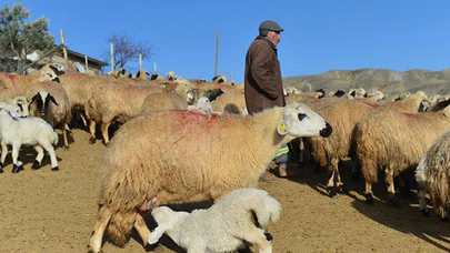 Baharın habercisi kuzuların anneleriyle buluşma anı renkli görüntüler oluşturuyor