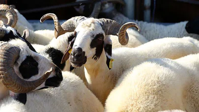 Vekalet yoluyla kurban kesim bedelleri açıklandı