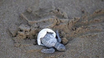 Takip cihazı takılan 3 deniz kaplumbağası doğal yaşam alanına bırakılacak