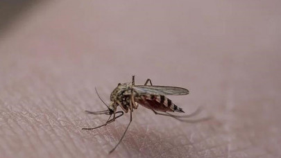 İstanbul'da sivrisinek yaraları nedeniyle hastanelere başvurular artıyor