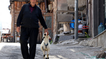 Yetim kuzular 'Selami dede'yle her yere birlikte gidiyor