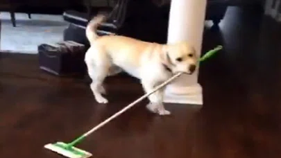 Temizlik Benden Sorulur