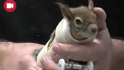 'Karamel' Yeni Protez Kollarına Kavuştu