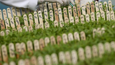 Tarımda üreticiye yerli tohum desteği sürüyor