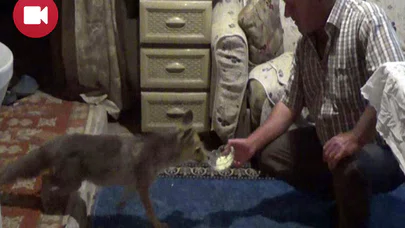 Tilki Artık Evden Biri Gibi Oldu