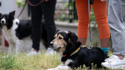 Köpek gezdirerek para kazanıyorlar