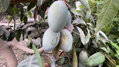 Alanya'da mango üretim alanı 2 yılda 2 kat arttı