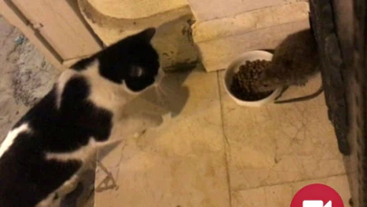 Kedi Maması Yiyor,İnsanlardan Da Kaçmıyor