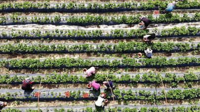 'Vali Hanım çileği' kadınlara ekmek kapısı oldu