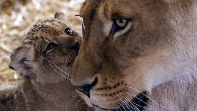 Ankara'daki yırtıcı hayvan parkında 3 aslan yavrusu dünyaya geldi