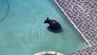 Girdiği Evin Havuzunda Keyif Yaptı