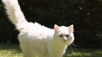 Ayasofya'ya ikinci Ankara kedisi "patilerini" basacak