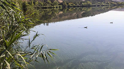 ODTÜ Eymir Gölü'ndeki aşırı siyanobakteri artışını anbean takip ediyor