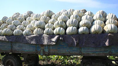 Coğrafi işaretli "bal kabağı"nın tarladan sofraya yolculuğu başladı