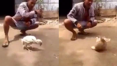 Tavuğun Böylesi!..