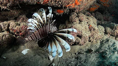 Kızıldeniz'in 'istilacısı' aslan balığı Ege'de de yayılıyor