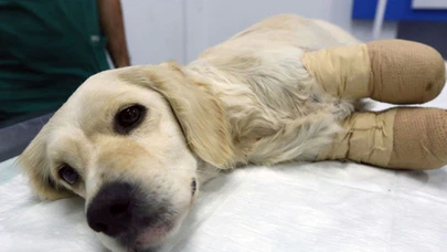 Maalesef insanlar hayvanlarla aynı hayatı paylaştığının farkında değil