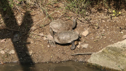 Yatağı değiştirilen deredeki yüzlerce su kaplumbağası gölete taşındı
