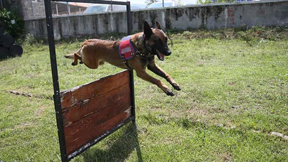 Jandarma köpekleri 'Tonya' ve 'Barut' suçlulara göz açtırmıyor