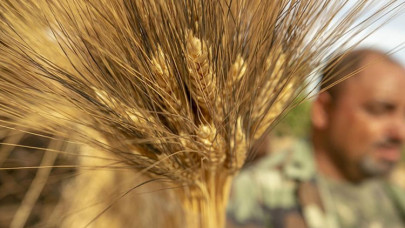 Uzmanlardan buğday üretiminde kuraklık riskine karşı öneriler