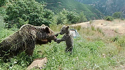 Bozayıların su yalağında yıkandığı anlar fotokapana yansıdı