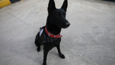Narkotik dedektör köpeği 'Arven'e uyuşturucu zulası dayanmıyor