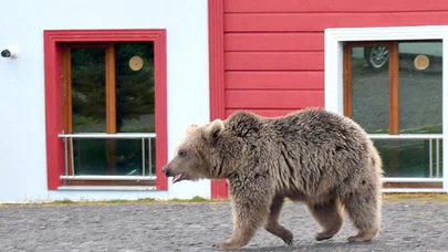 Yiyecek arayan boz ayı Sarıkamış ilçesine indi