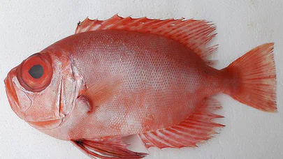 600 deniz mili katetti, Türkiye'de ilk defa 'mandagöz' görüldü