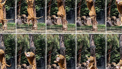 İzmir Doğal Yaşam Parkı'nın sakinleri dondurulmuş meyvelerle serinliyor