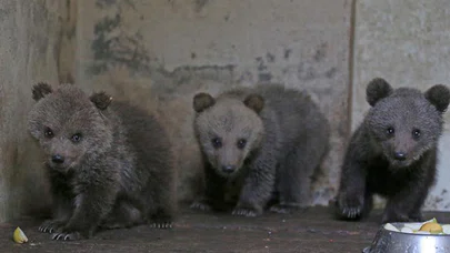 Annesiz 3 Yavru Ayıya Bebek Gibi Bakıyorlar