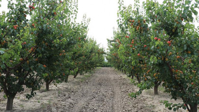 Denizli'de nara alternatif dikilen kayısıdan sezonda 4 bin ton rekolte bekleniyor