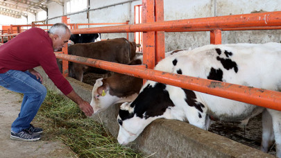 Sivaslı öğretmen TKDK desteğiyle kurduğu çiftlikte besi hayvanı yetiştiriyor
