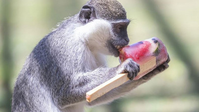 Hayvanat bahçesi sakinleri dondurulmuş meyve kokteyli ile serinliyor