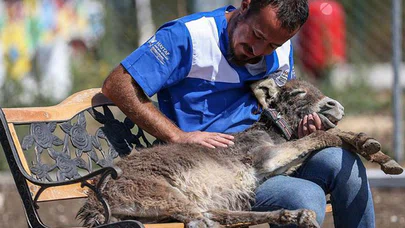Can dostların sevgi dolu sığınağı: Emekli Hayvanlar Çiftliği