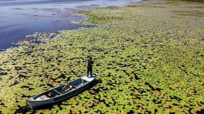 Beyşehir Gölü'ndeki nilüferler bölgenin cazibesini artırdı
