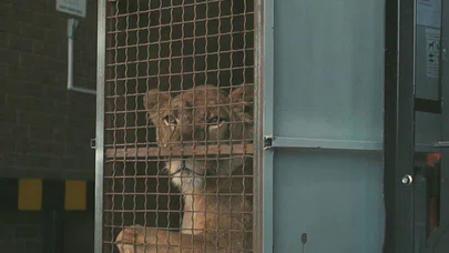 Turkish Cargo Sirk Aslanlarını Doğal Yaşam Alanlarına Ücretsiz Taşıdı