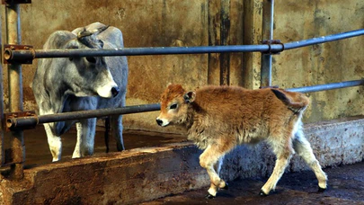 Yerli klon sığırların 'üçüncü kuşağı' da sağlıklı gelişiyor
