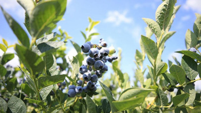 Istranca Dağları eteklerinde yetiştirilen yaban mersininde hasat başladı