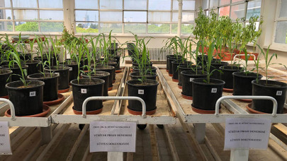 Tavuk gübresi ve zeytin budama atıkları komposta dönüştü, tarlada verim arttı