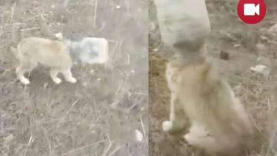 Yavru Köpek Son Anda Kurtarıldı