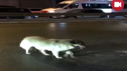 Sokak Köpeğinden Kırmızı Işık Dersi