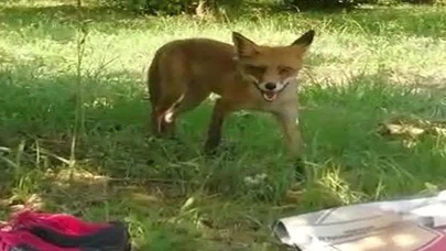 Tilkinaz Poğaçayı Sevdi