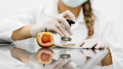 Domates üretimini olumsuz etkileyen virüse karşı dayanıklı yerli tohum geliştirildi