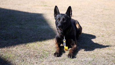Hırçın köpek "Alfa" aldığı eğitimle enkaz altındaki birçok canlının yerini tespit etti