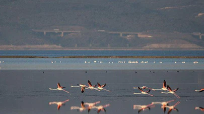 'Kuş oteli'ni dünya izleyebilecek